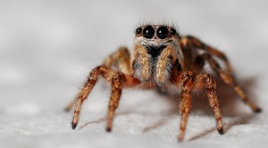 spider-564685_1920