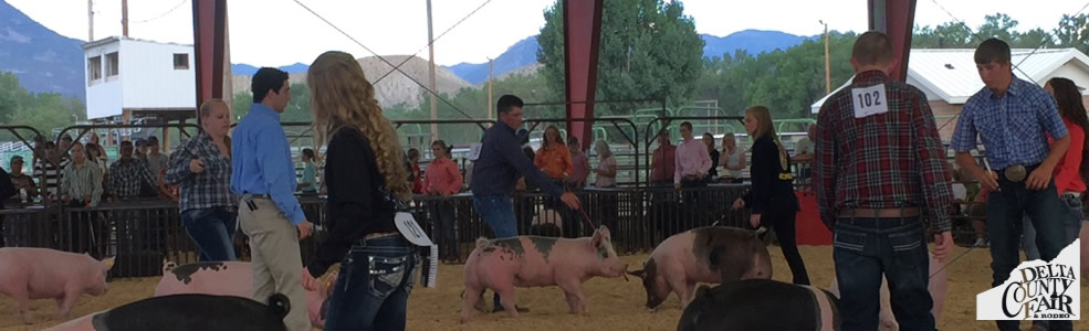 Delta County Pig Show 