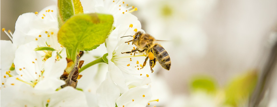Bee on a White Flower