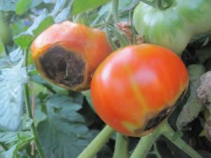 Tomatoes with Blossom End Rot