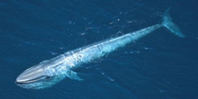 This image has an empty alt attribute; its file name is 2009-sep_blue-whale-660x330-c.gif