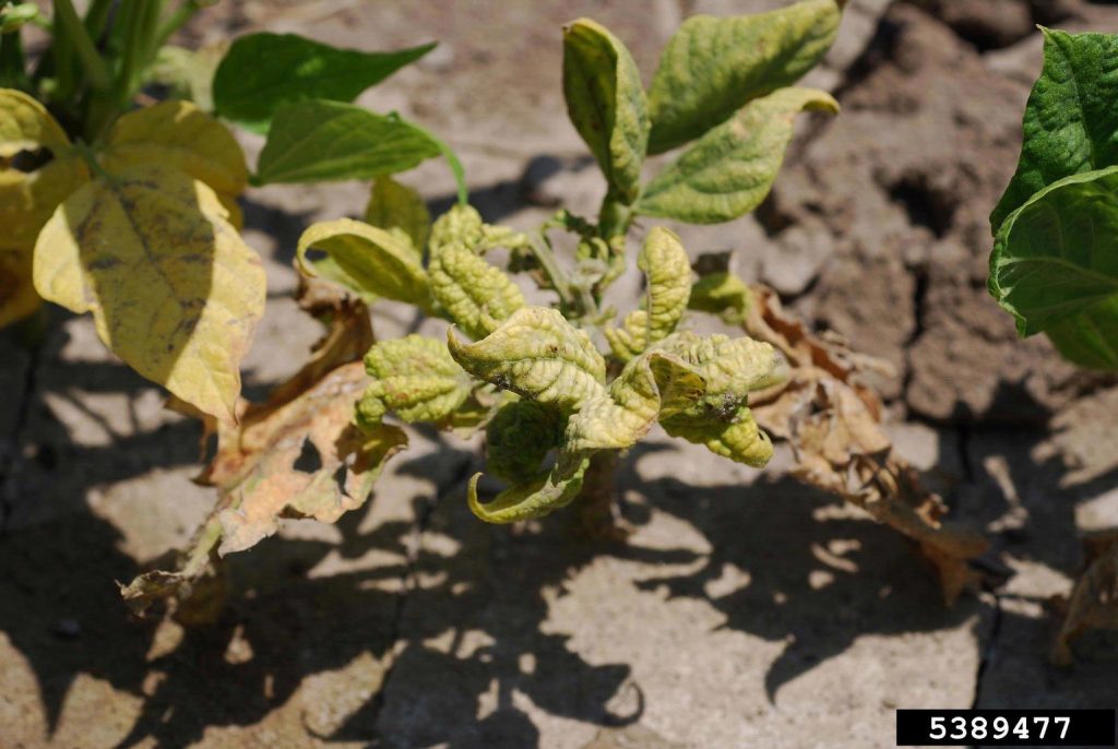 Dry bean plant with yellowed, curled leaves, with some leaves completely dried and brown.