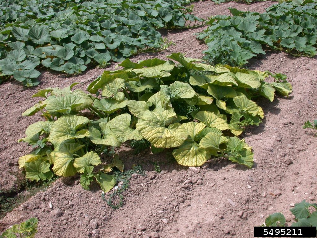 A winter squash plant in the ground, showing yellowing leaves, surrounded by other winter squash that appear healthier, with green leaves.