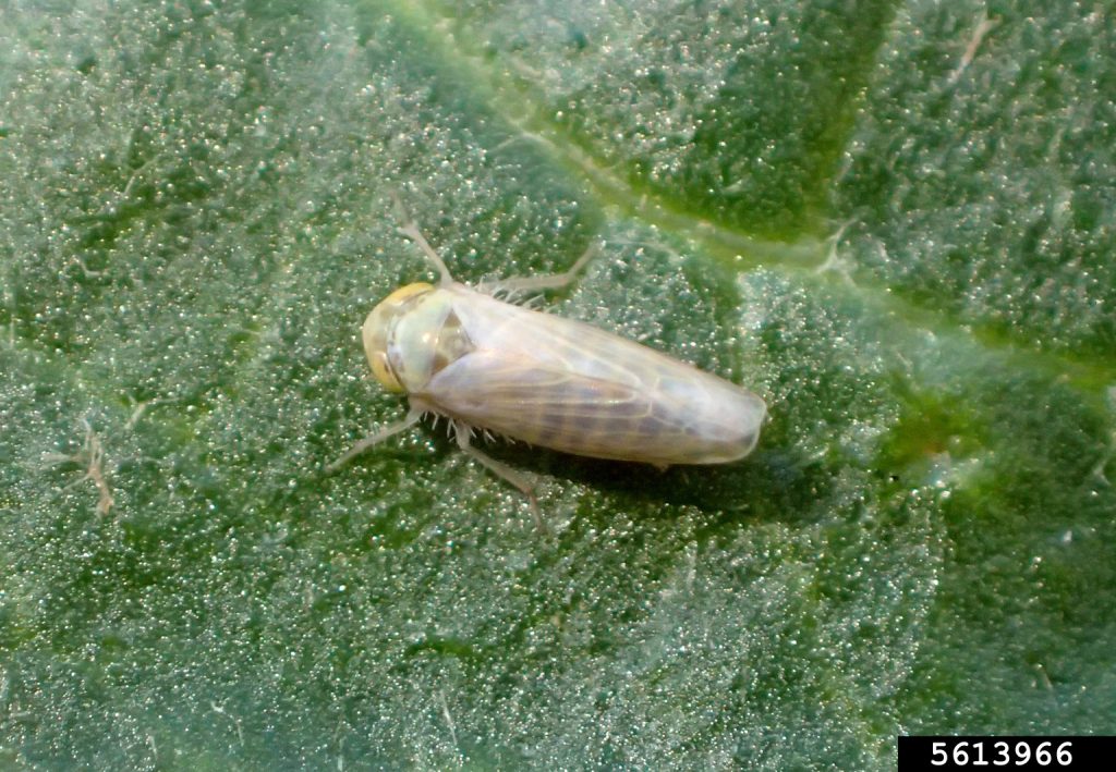 Adult beet leafhopper on a leaf
